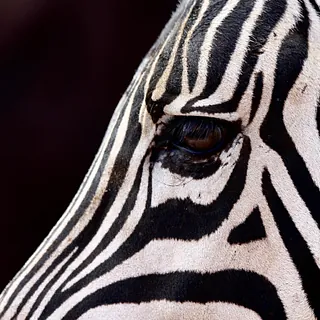 Kopf eines Zebras von der Seite